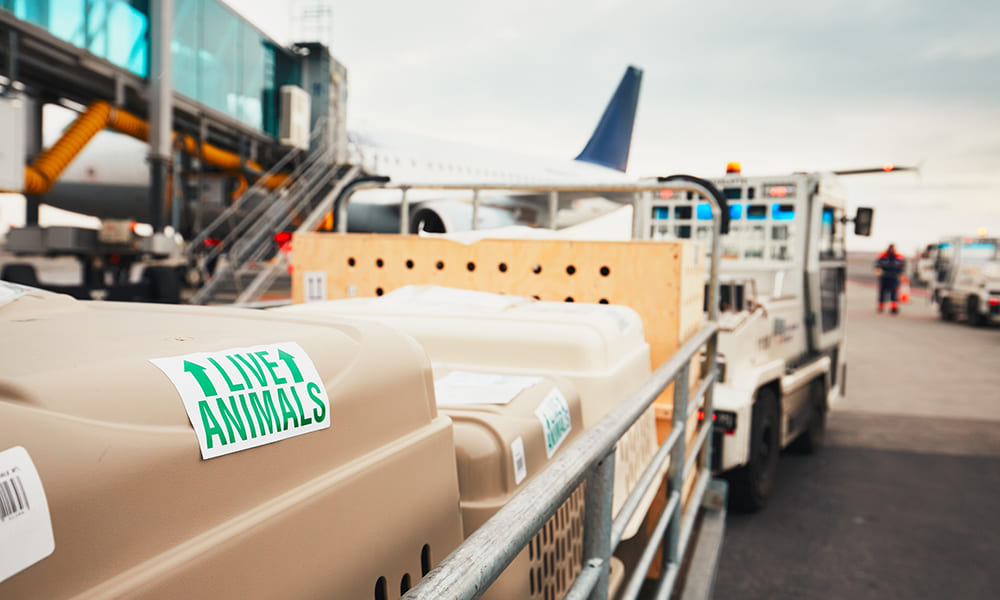 Jaulas de transporte para perros
